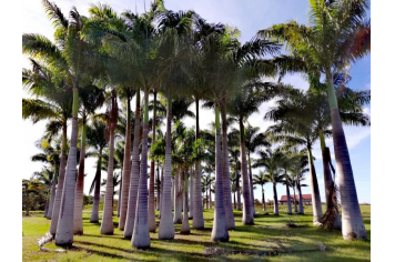 Les palmiers de Moindou La Foa Tourisme
